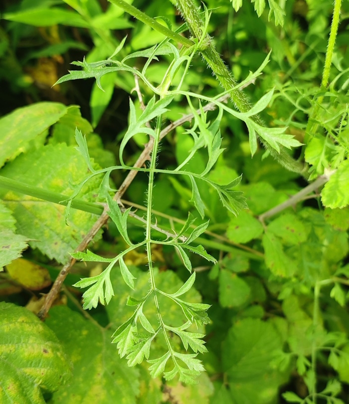 Image of Daucus carota specimen.