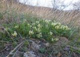 Astragalus resupinatus