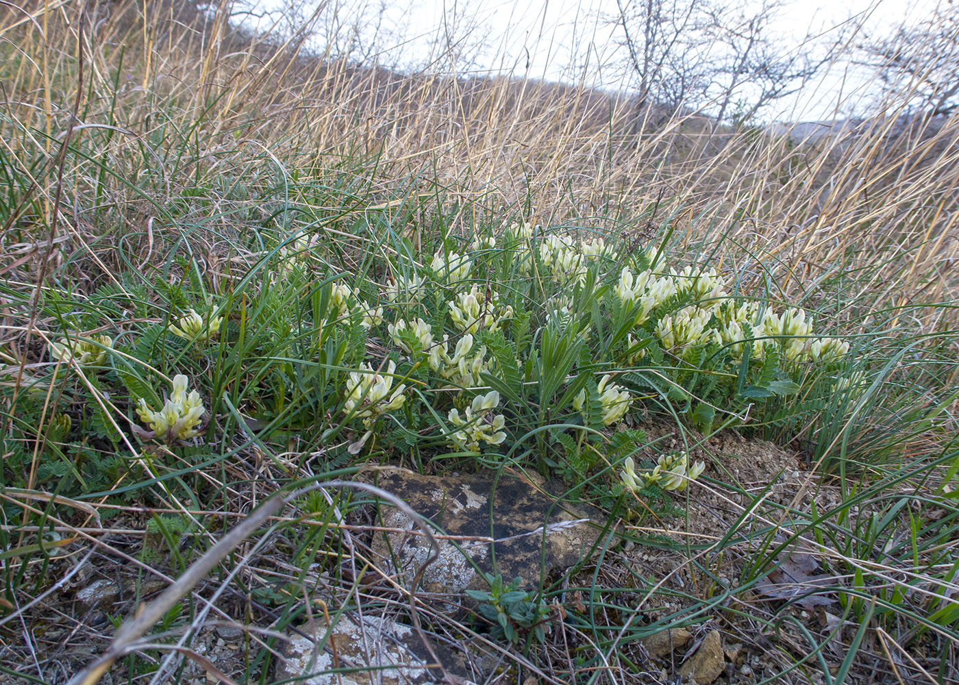 Изображение особи Astragalus resupinatus.