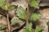 View full-size image Veronica umbrosa