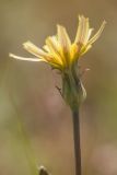 View full-size image genus Scorzonera