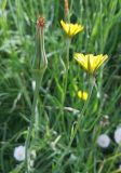 Смотреть изображение Tragopogon pratensis