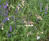 View full-size image Melandrium latifolium