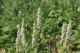 View full-size image Aconitum orientale