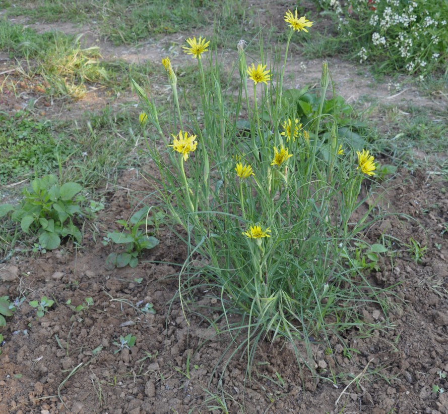 Image of Tragopogon dubius specimen.