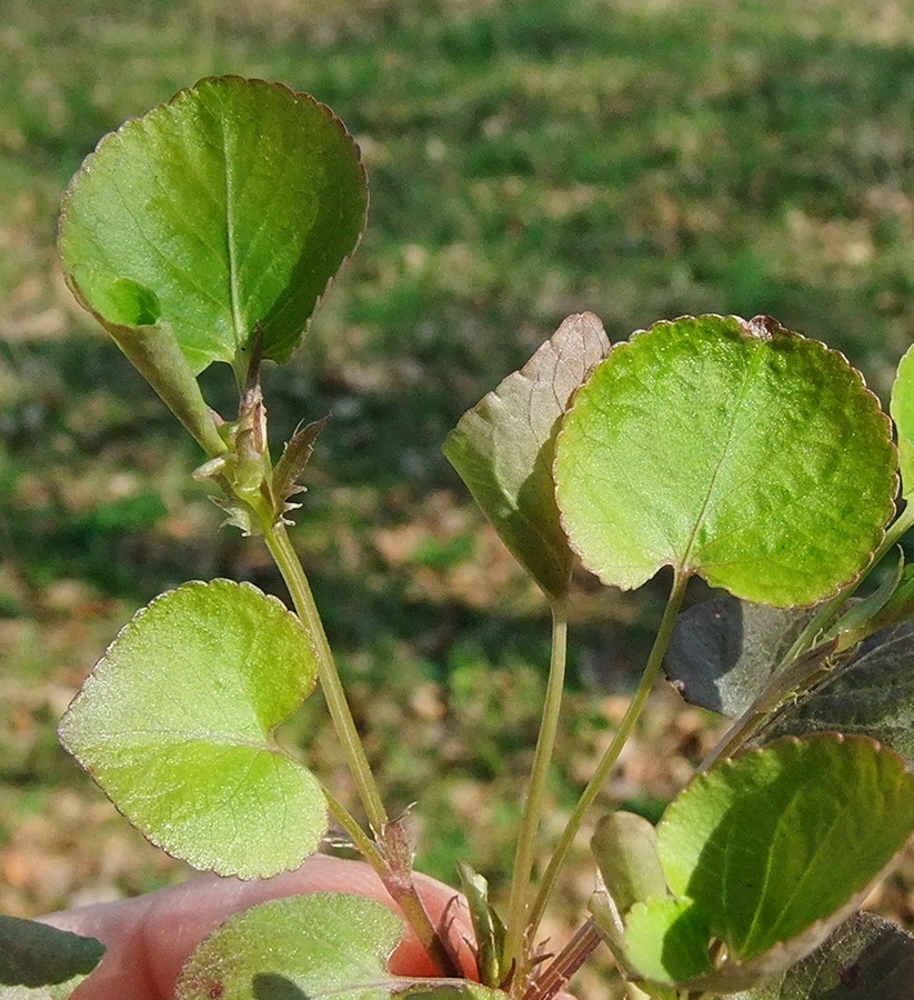 Image of Viola sacchalinensis specimen.