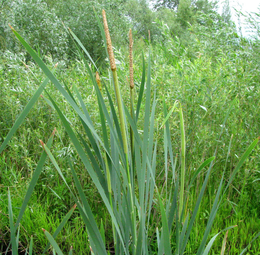 Image of Typha latifolia specimen.