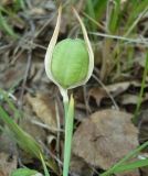 Iris ruthenica. Плод. Новосибирская обл., Карасукский р-н, с. Благодатное. 18.06.2011.