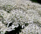 Heracleum mantegazzianum