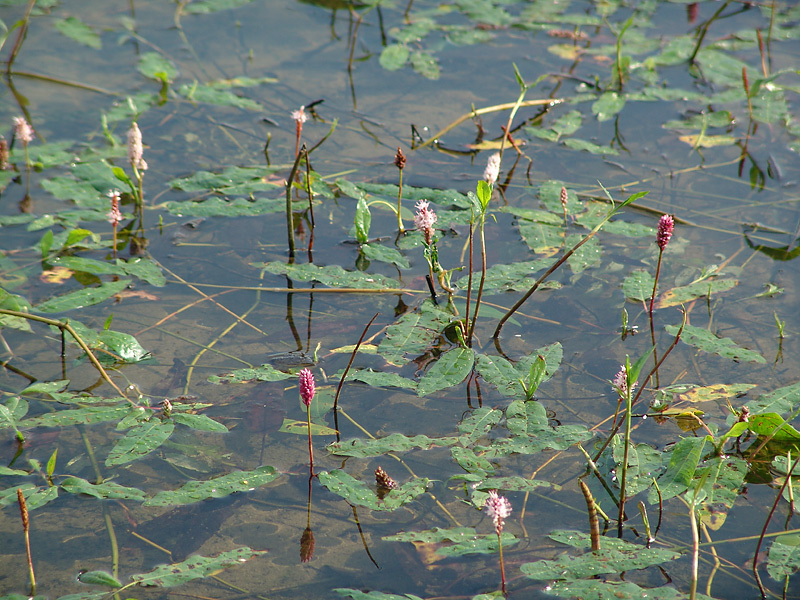 Image of Persicaria amphibia specimen.