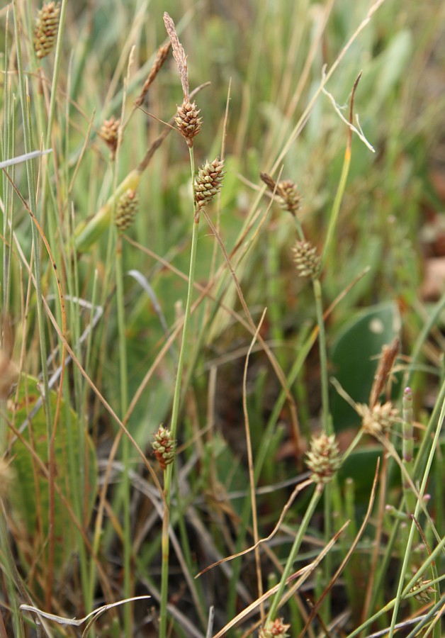 Image of Carex extensa specimen.