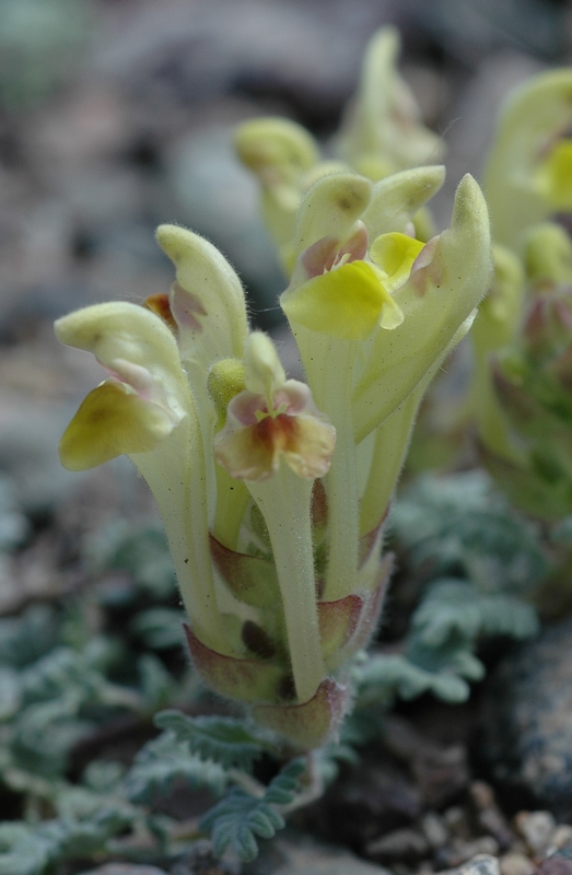 Image of Scutellaria przewalskii specimen.