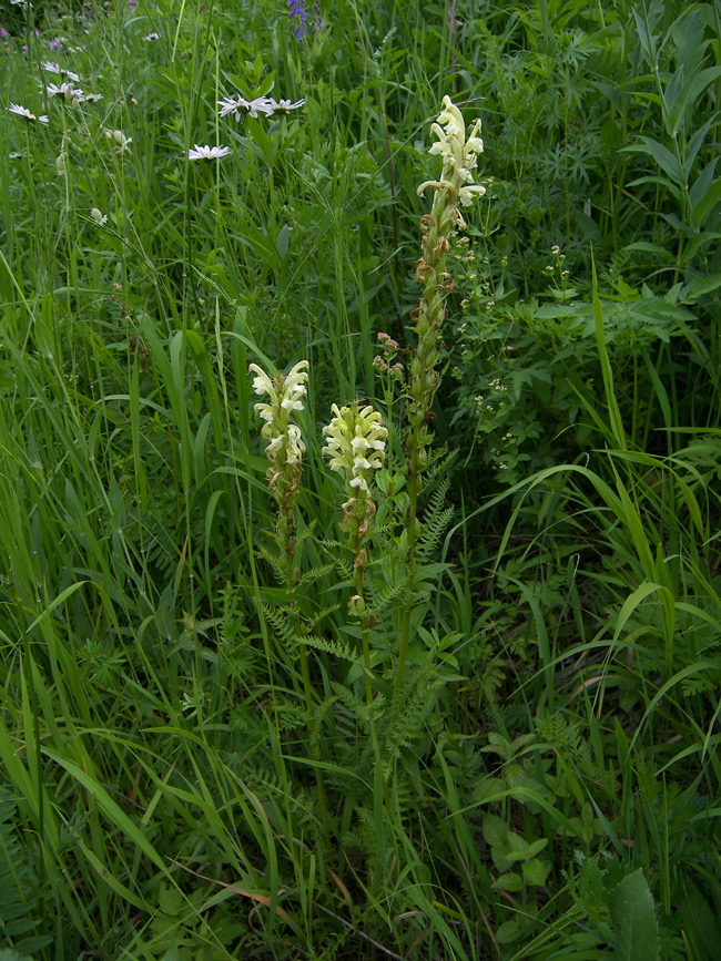 Изображение особи Pedicularis daghestanica.