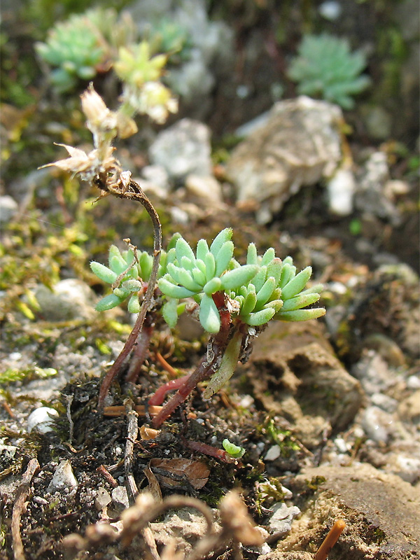 Изображение особи Sedum antiquum.