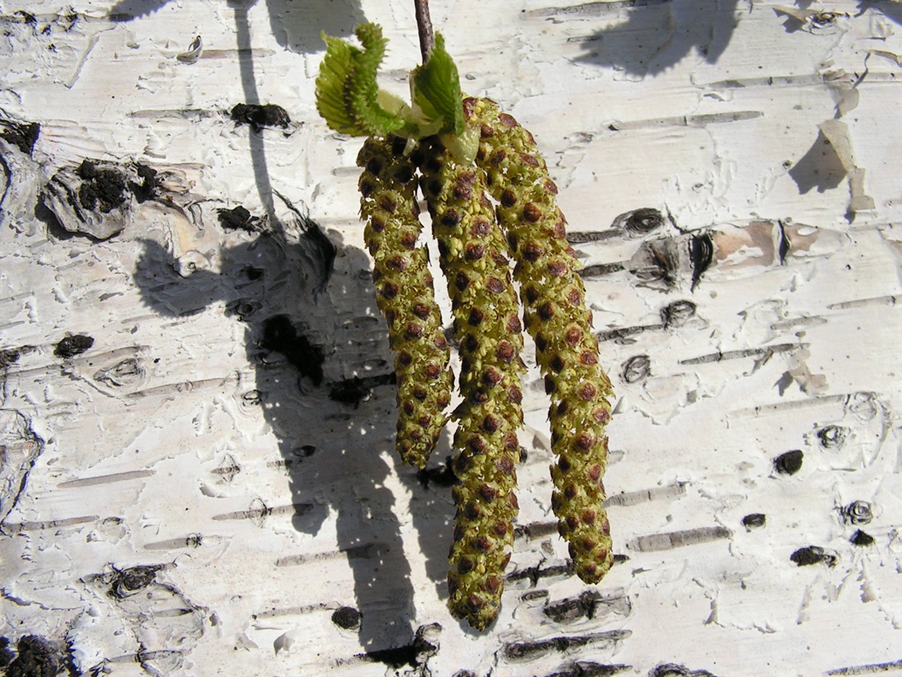 Изображение особи Betula platyphylla.