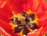 genus Tulipa. Центральная часть цветка. Татарстан, г. Бавлы, сад. 08.05.2012.