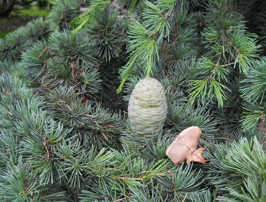 Image of Cedrus libani specimen.