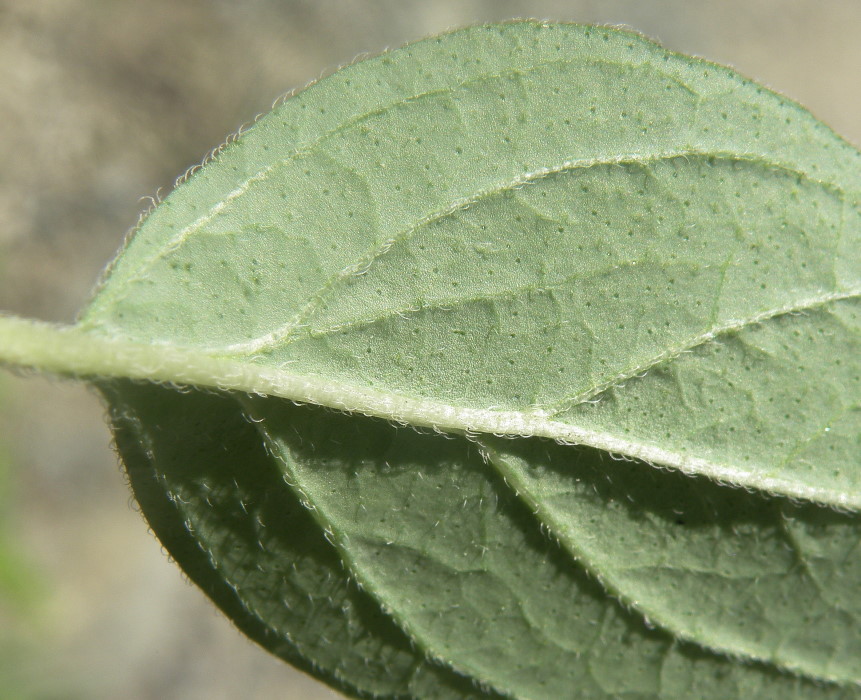 Image of Origanum vulgare ssp. viride specimen.