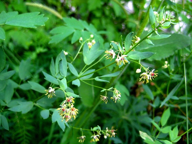 Изображение особи Thalictrum simplex.