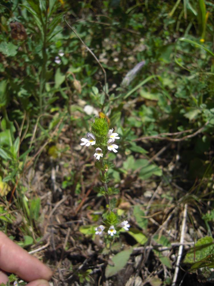 Image of genus Euphrasia specimen.