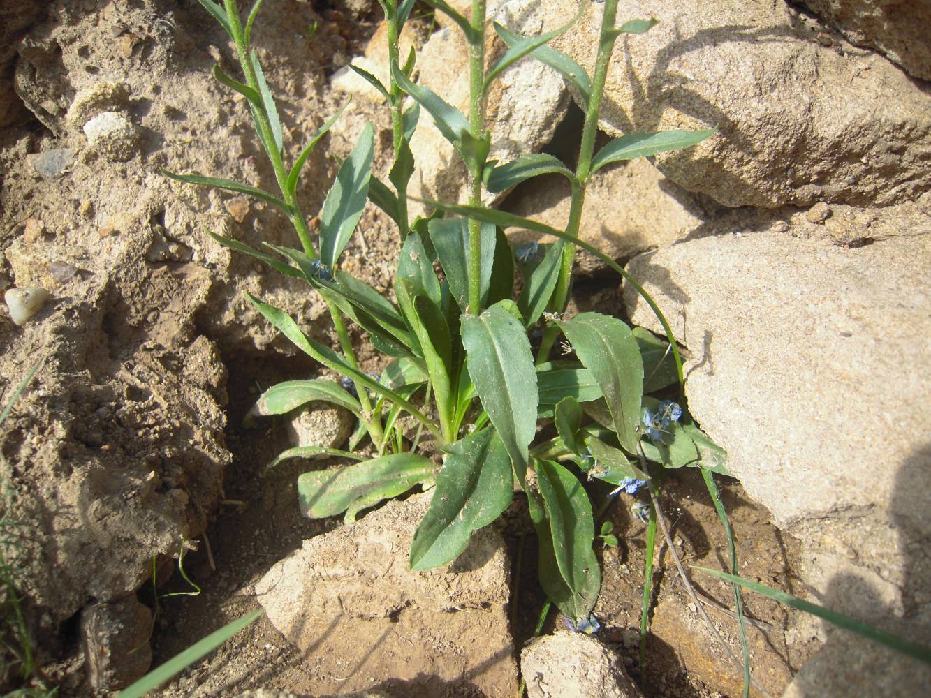 Image of Veronica gentianoides specimen.