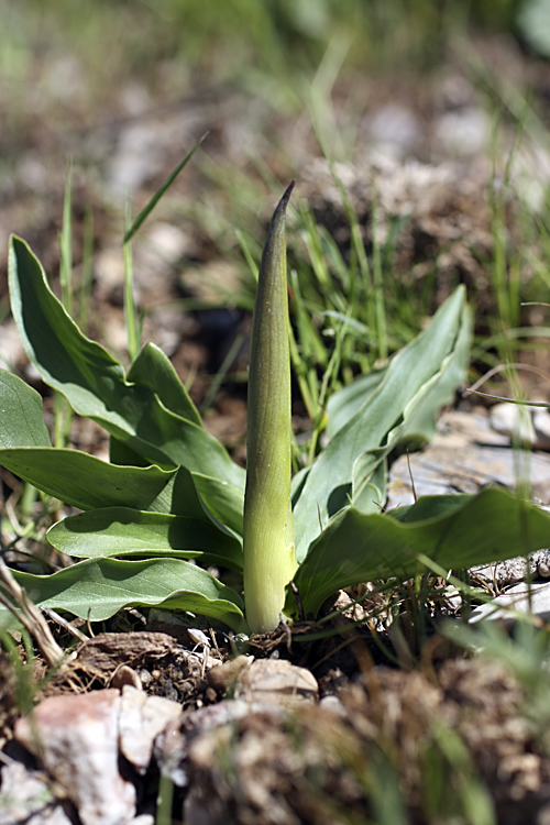 Image of Eminium lehmannii specimen.