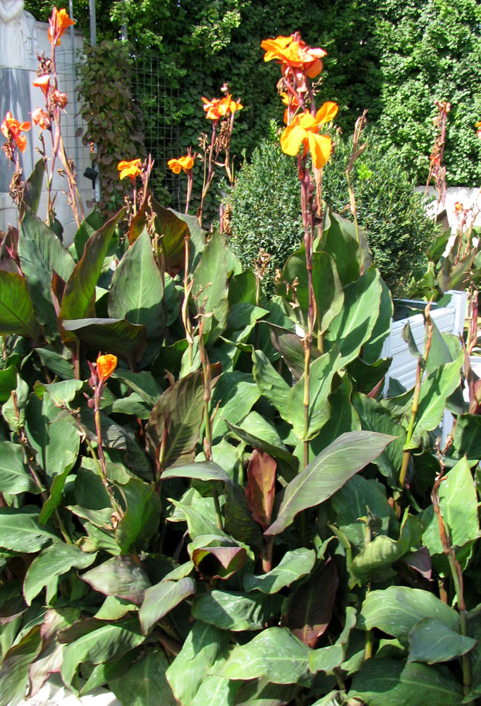 Image of Canna indica specimen.