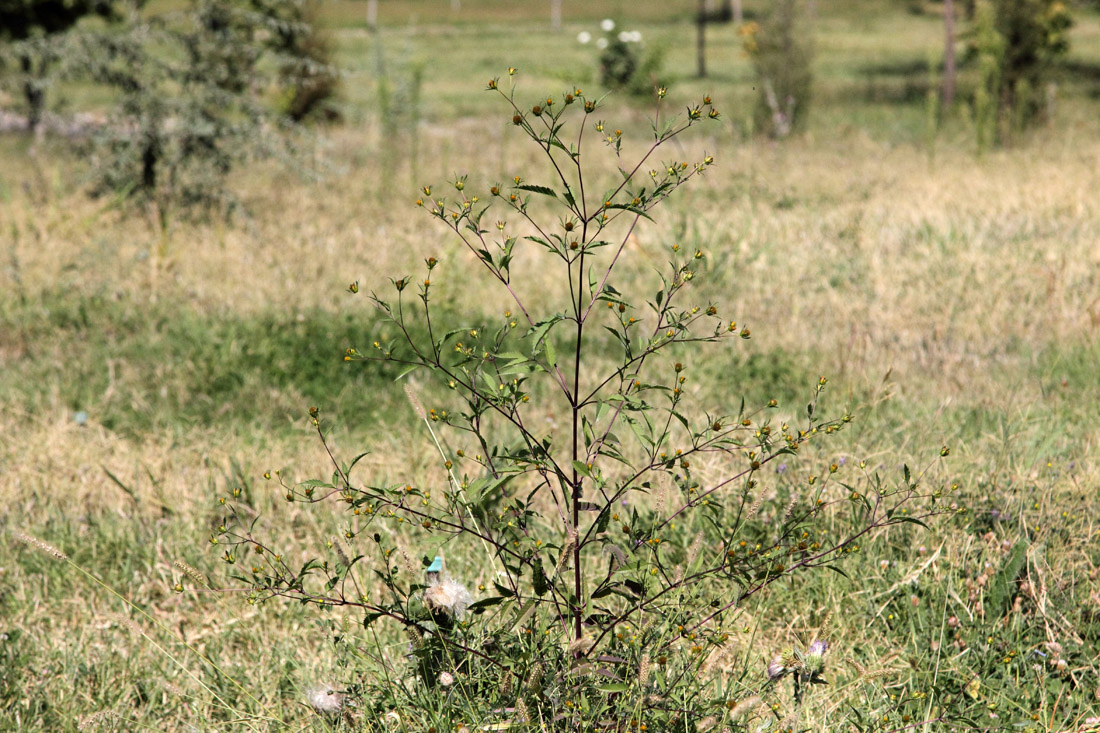 Изображение особи Bidens frondosa.