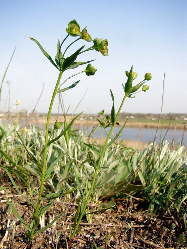 Image of Euphorbia leptocaula specimen.