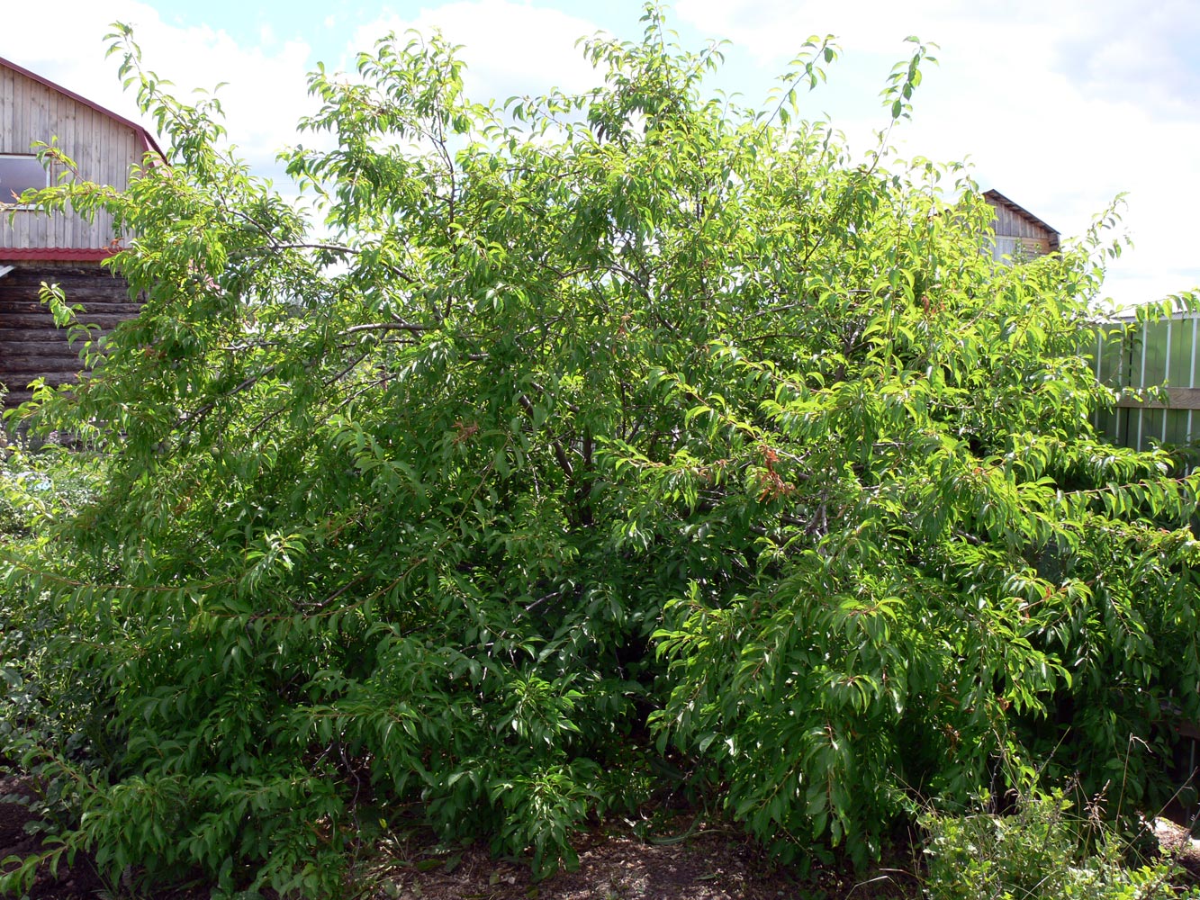 Изображение особи Prunus domestica ssp. italica.