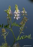 Galega officinalis