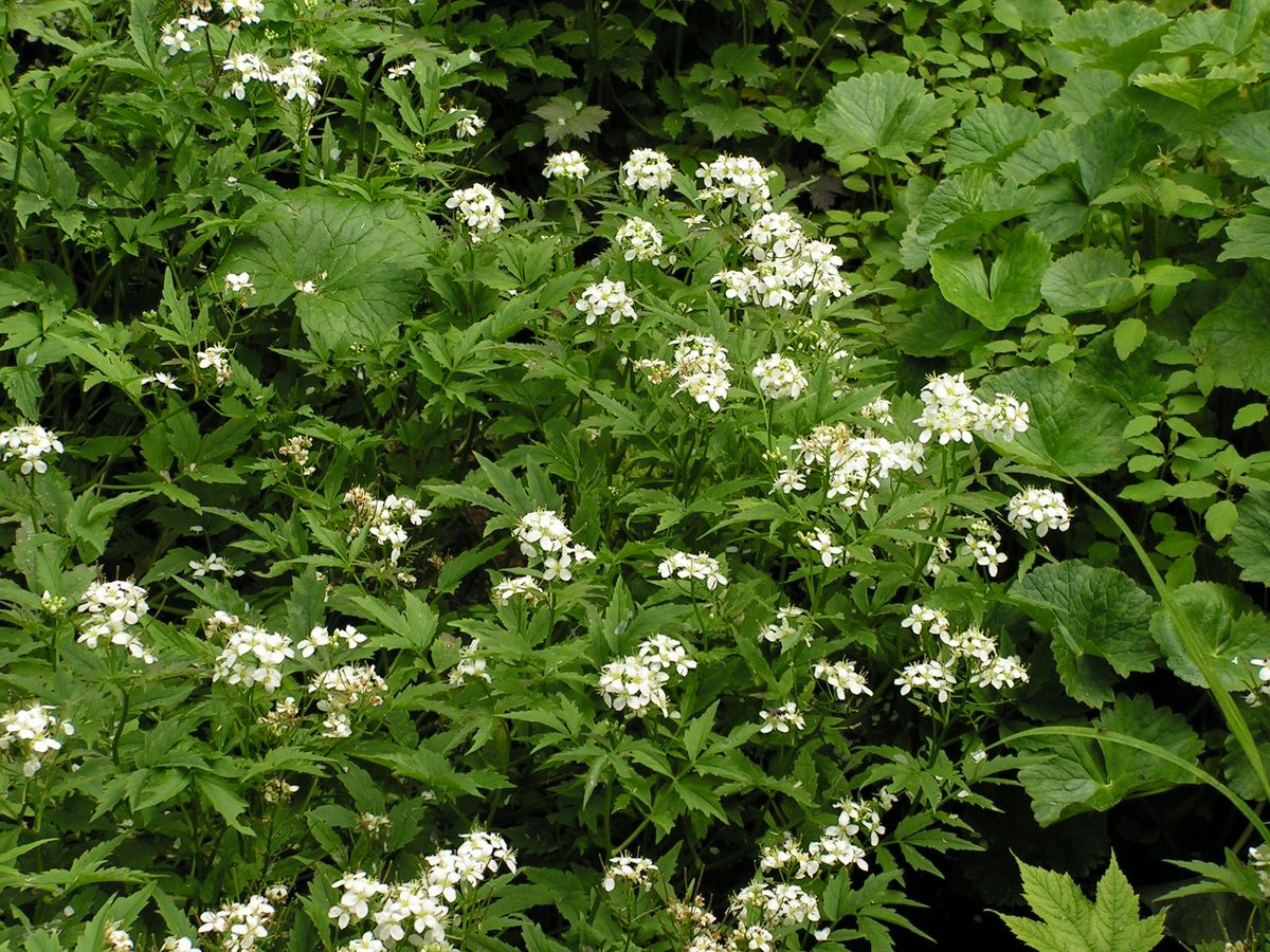 Изображение особи Cardamine leucantha.