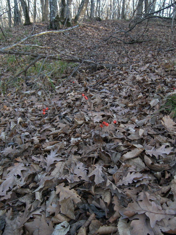 Image of Convallaria majalis specimen.