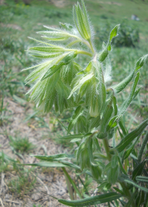 Изображение особи Onosma gracilis.