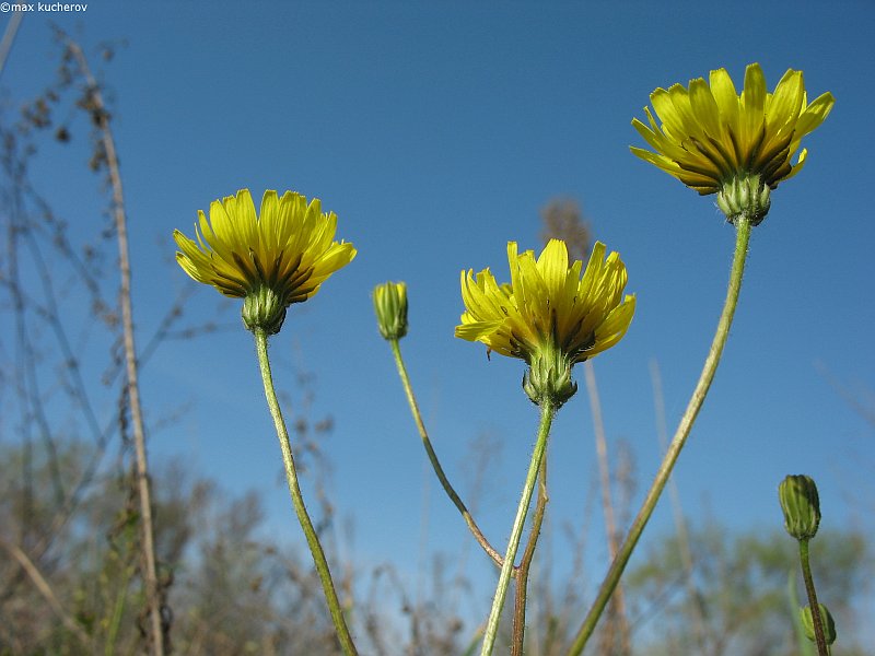 Image of Lagoseris sancta specimen.