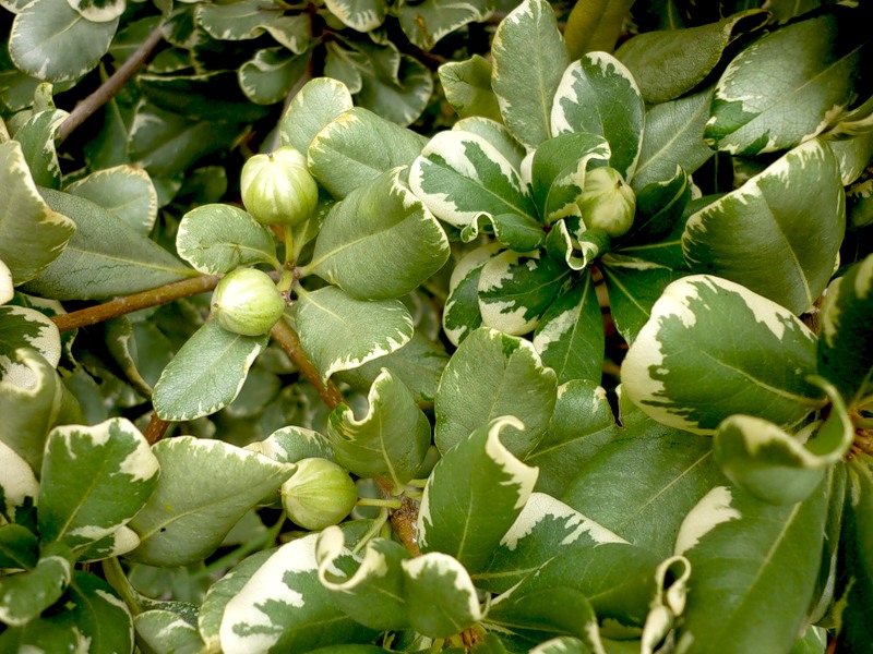 Image of Pittosporum tobira specimen.