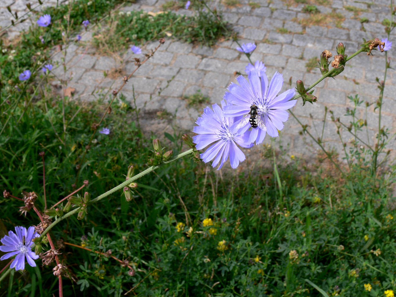 Image of Cichorium intybus specimen.