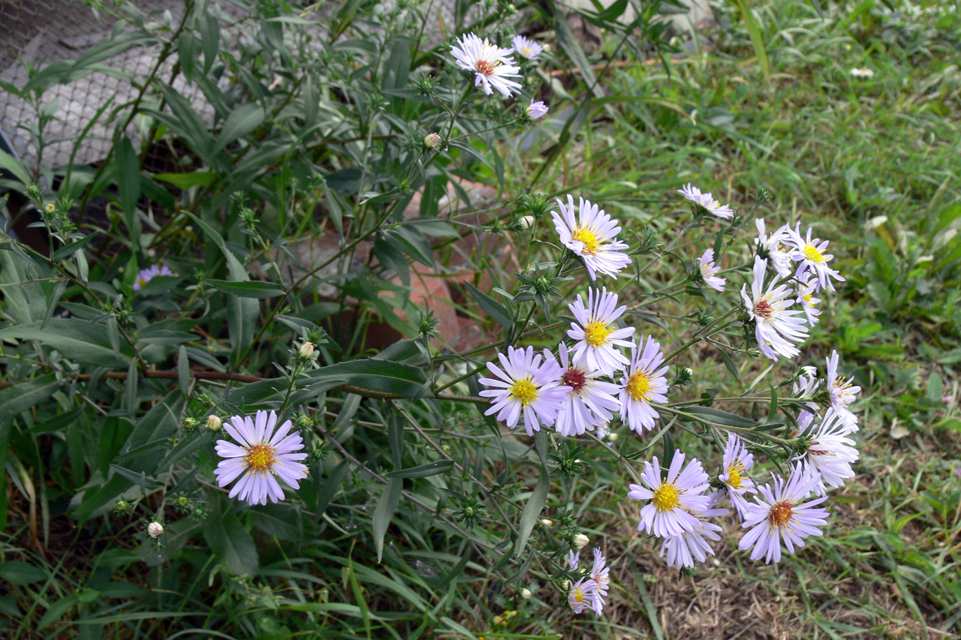 Изображение особи Symphyotrichum novi-belgii.