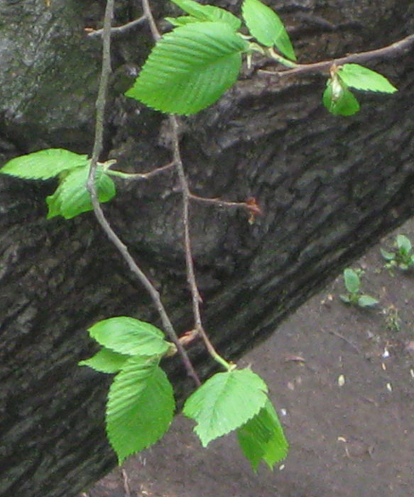 Изображение особи Ulmus laevis.