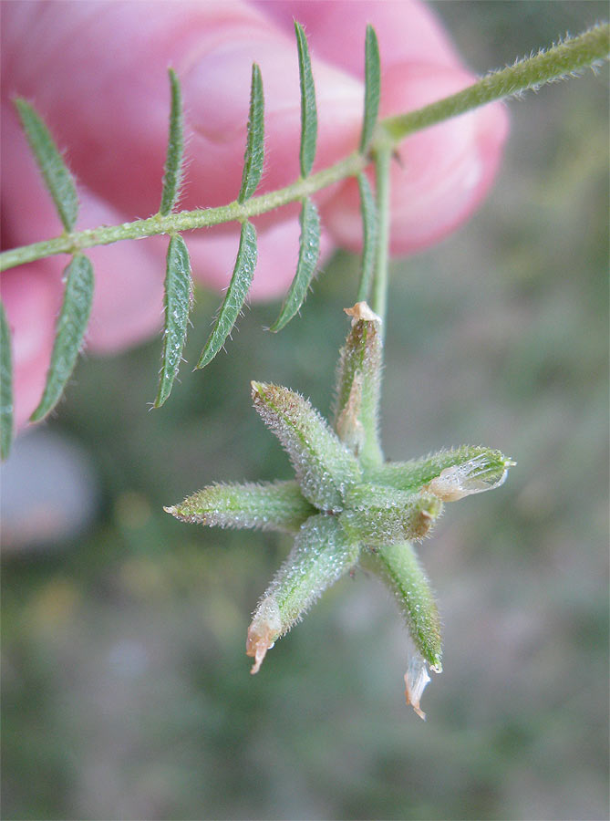 Image of Astragalus asterias specimen.