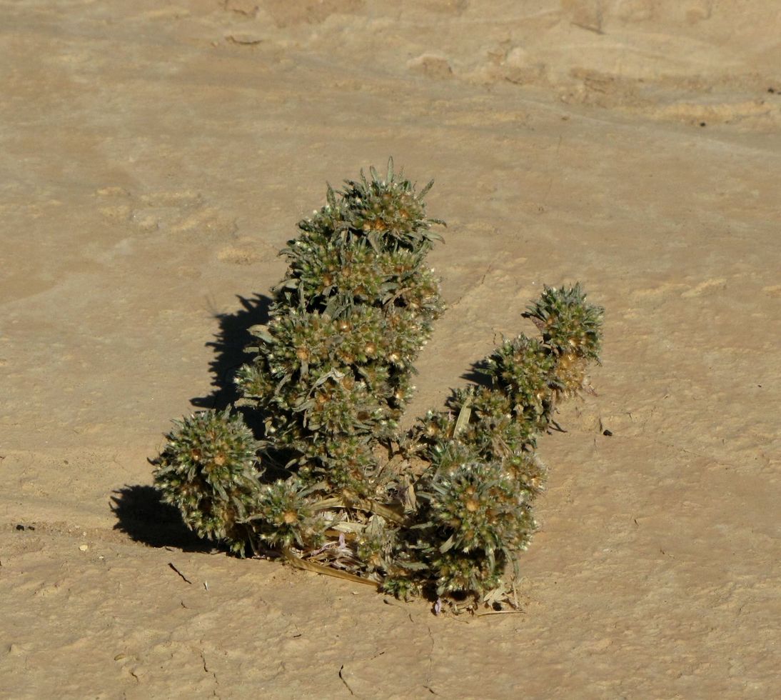 Изображение особи Ifloga spicata ssp. albescens.