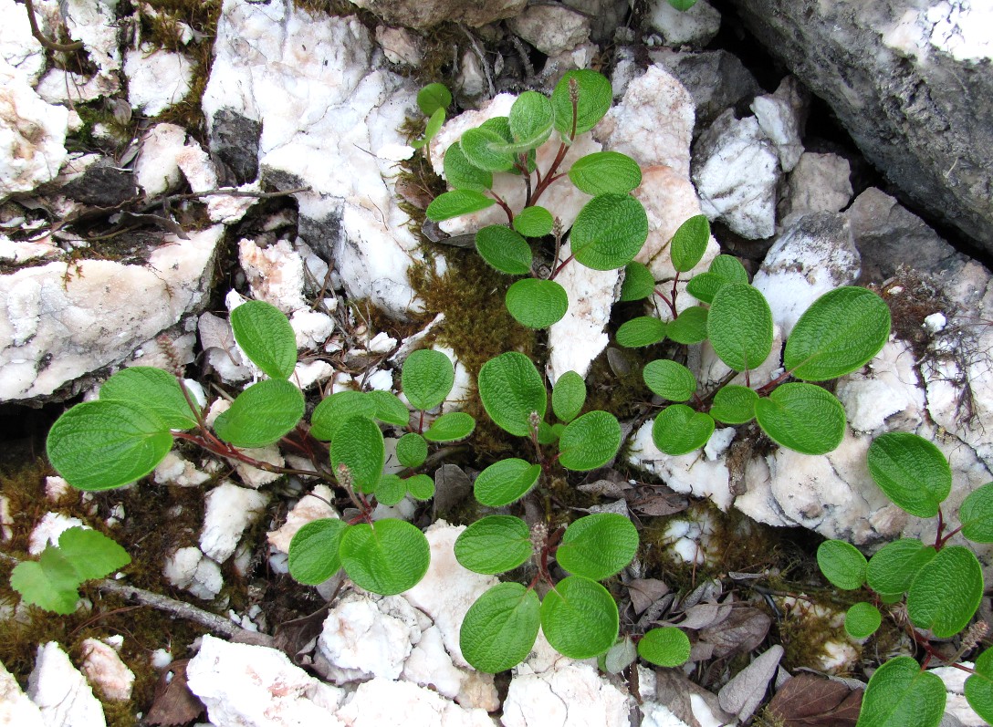 Изображение особи Salix reticulata.