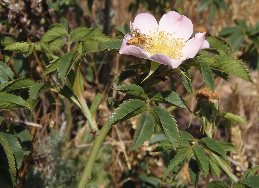 Изображение особи род Rosa.