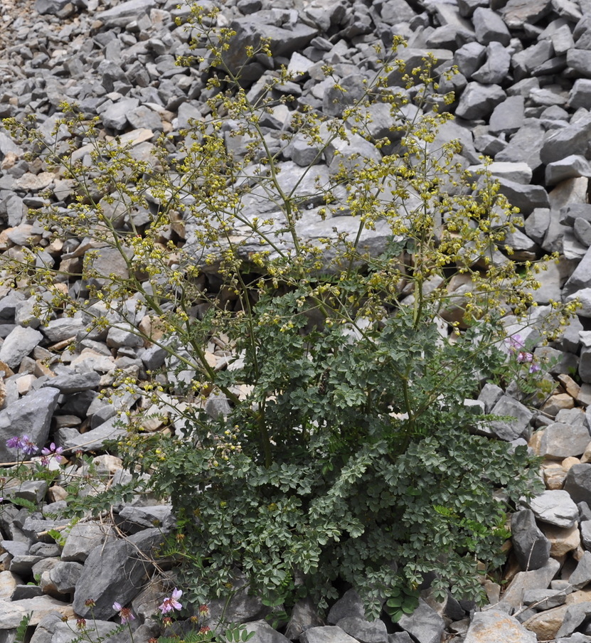 Изображение особи Thalictrum minus ssp. olympicum.