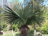 Trachycarpus fortunei. Верхушка плодоносящего растения. Украина, г. Одесса, Аркадия, на парковой аллее. 20.06.2013.