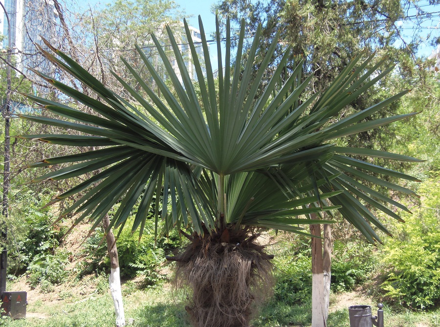 Изображение особи Trachycarpus fortunei.