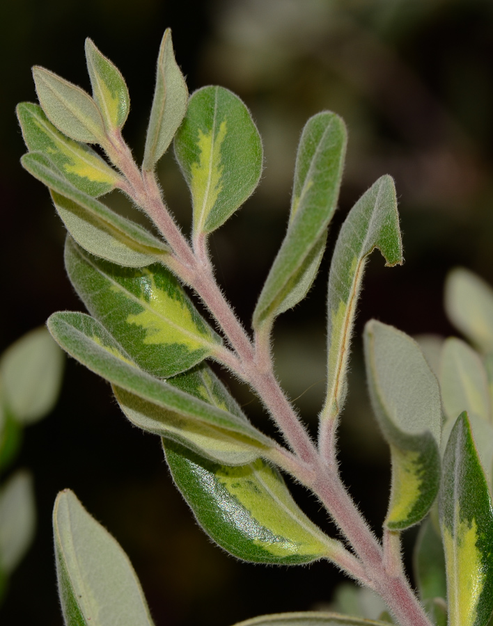 Image of Metrosideros excelsa specimen.