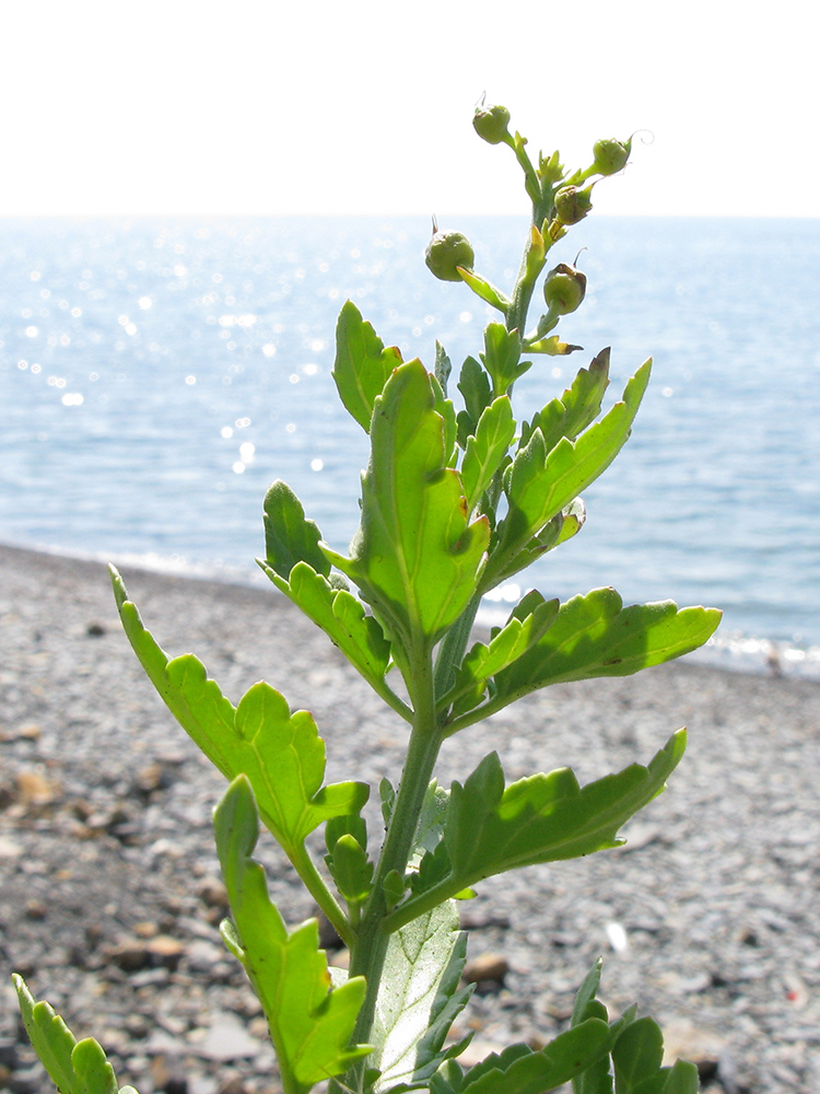 Image of Scrophularia rupestris specimen.