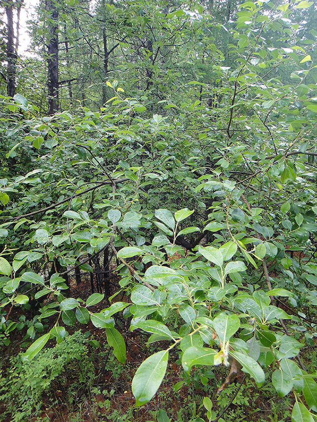 Image of genus Salix specimen.