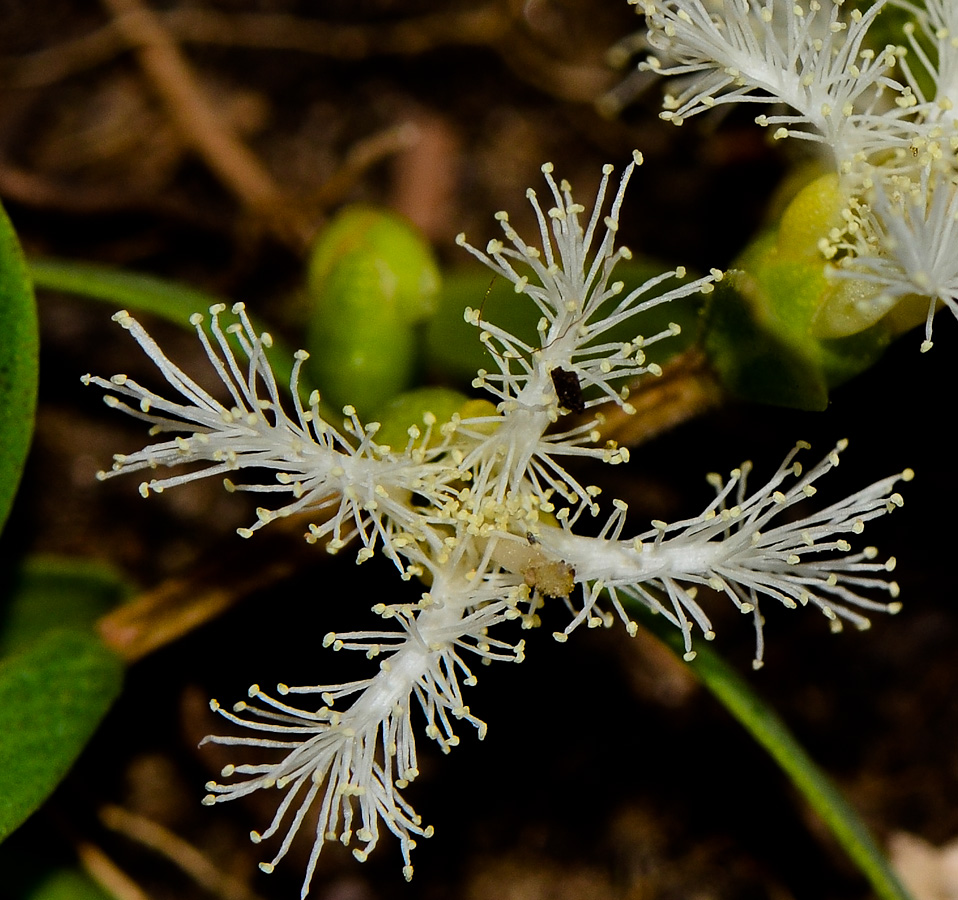 Image of Melaleuca linariifolia specimen.